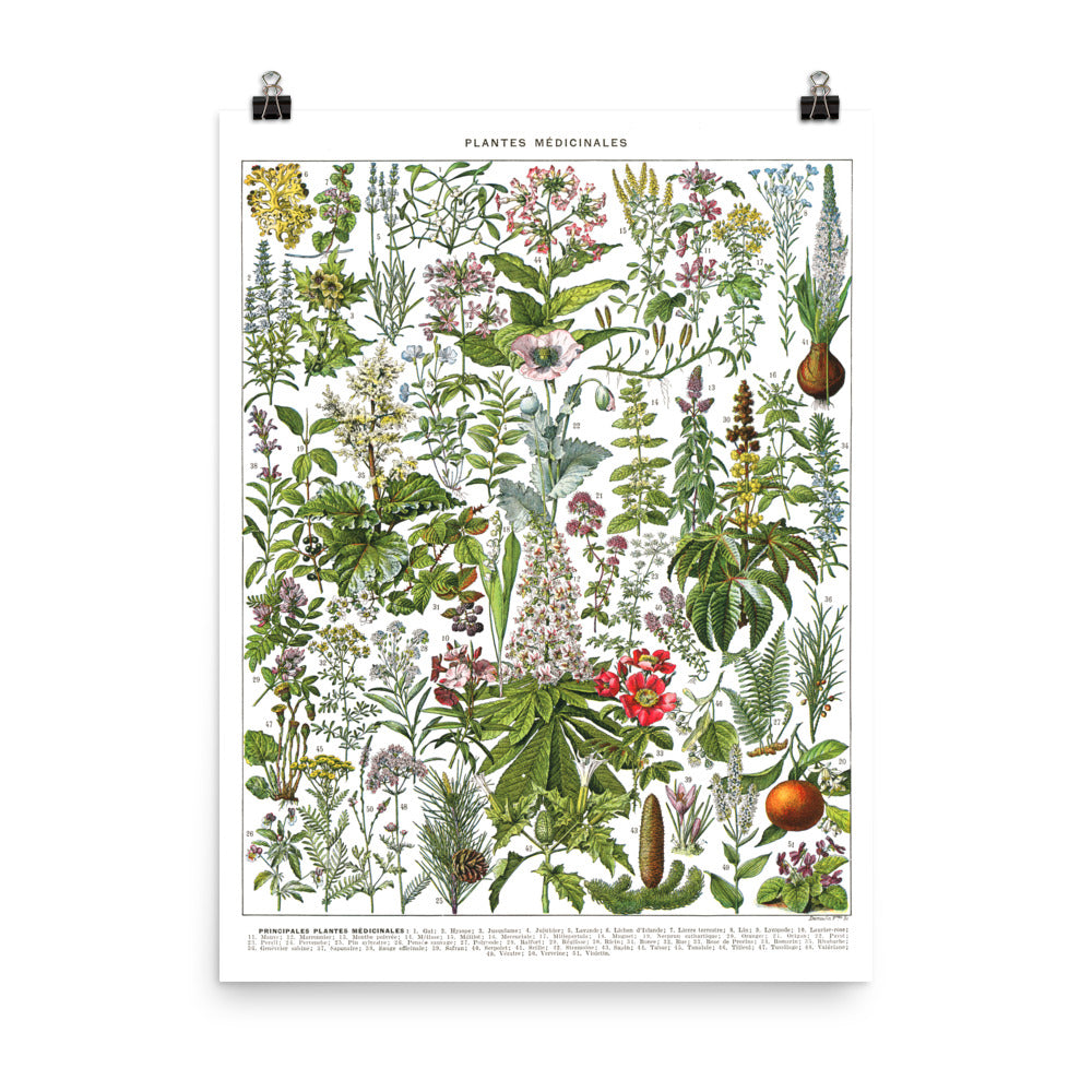 Large medicinal plants botanical poster G to Z by Adolphe Millot