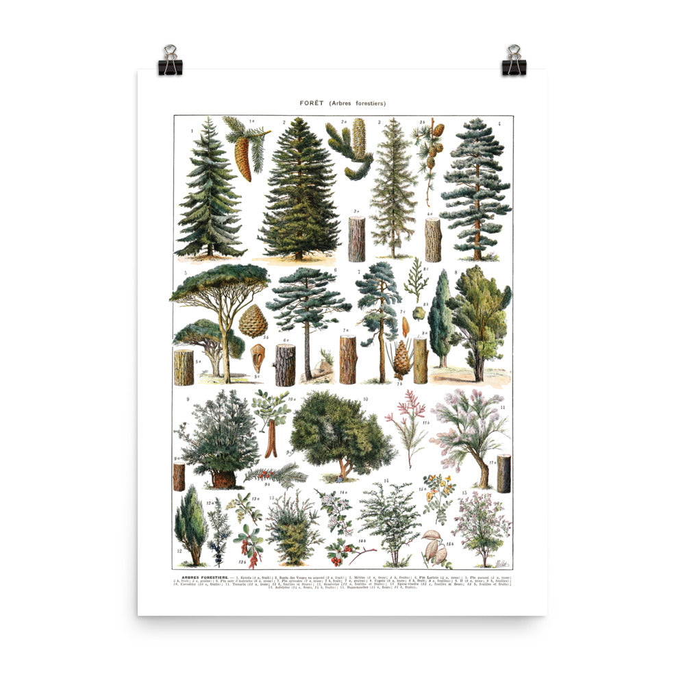 Large forest trees botanical poster. Pines & wild shrubs by Adolphe Millot