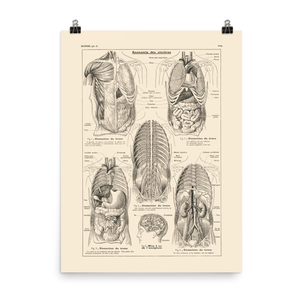 Medical anatomy poster - Viscera / torso