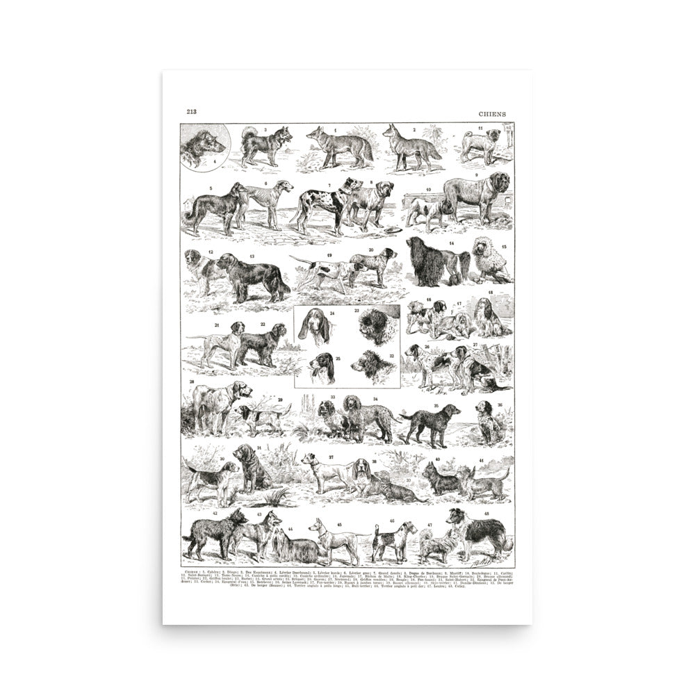 Black and white dog breeds chart