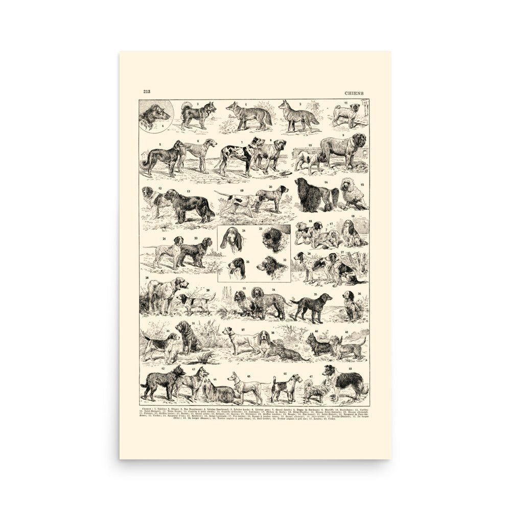 Grande affiche de races de chiens
