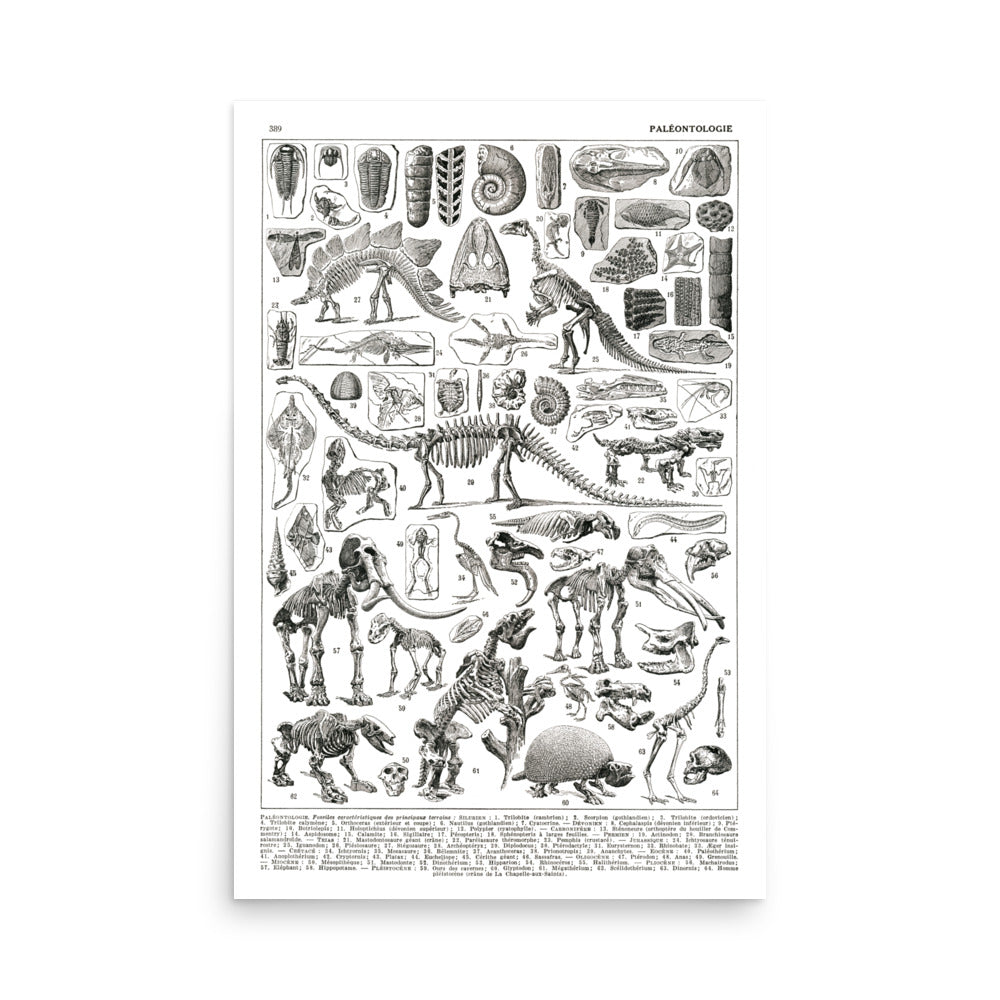 Large Paleontology Poster - Prehistory / Dinosaurs