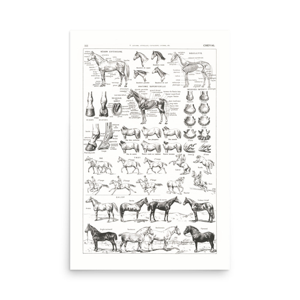 Large Horse Poster- Pure White Background
