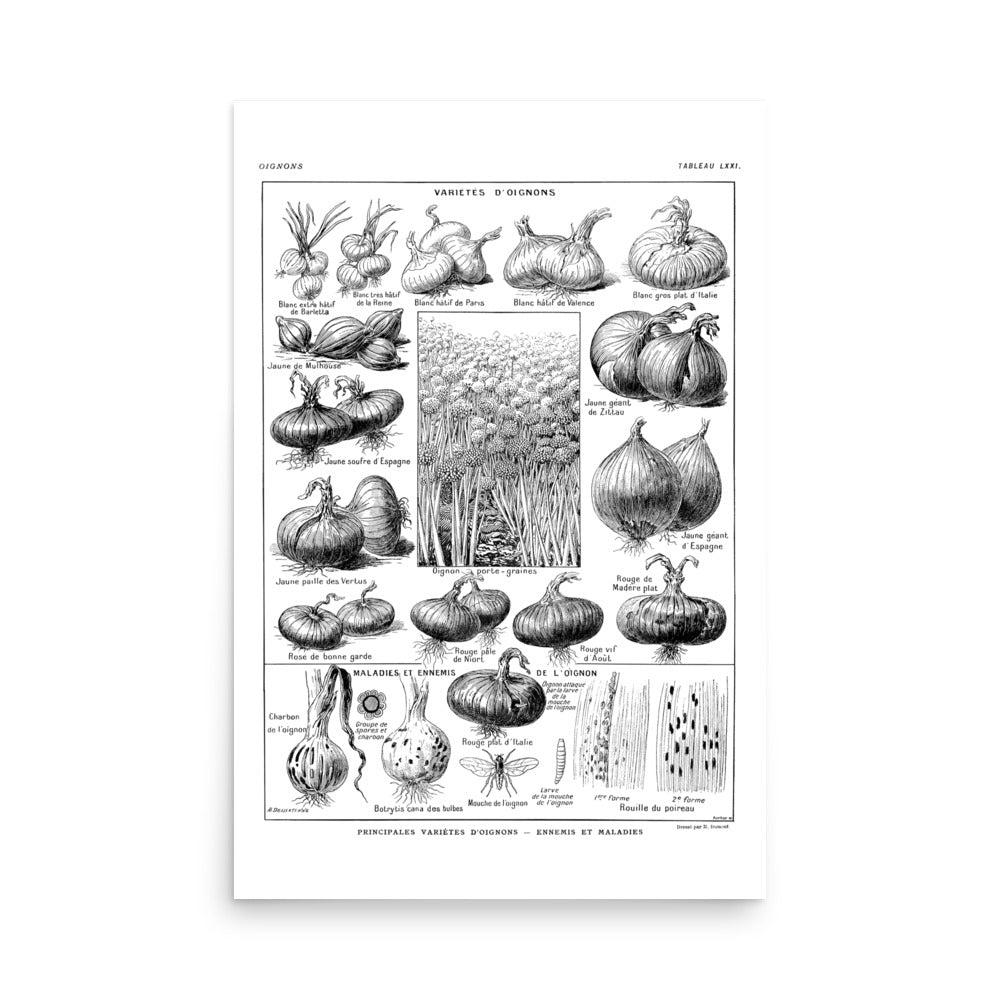 Grande Affiche Botanique d'Oignons