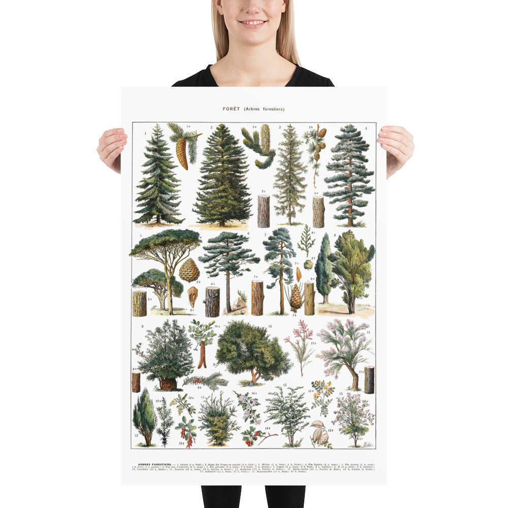 Large forest trees botanical poster. Pines & wild shrubs by Adolphe Millot