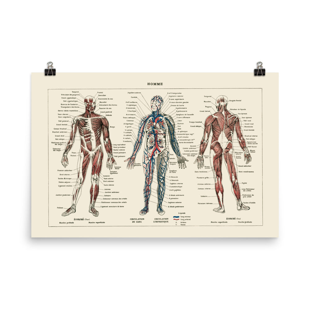 Large Human Anatomy Poster