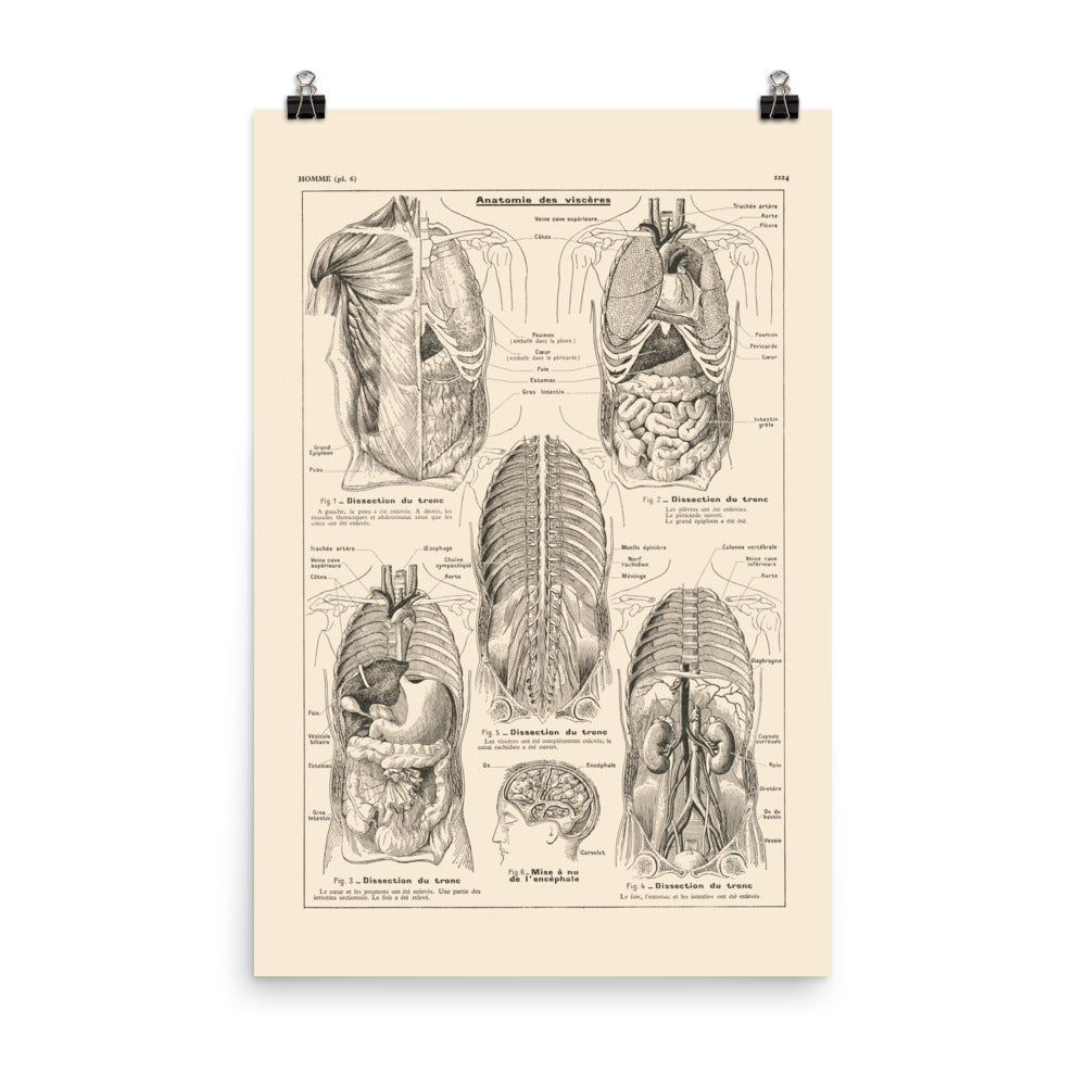 Medical anatomy poster - Viscera / torso