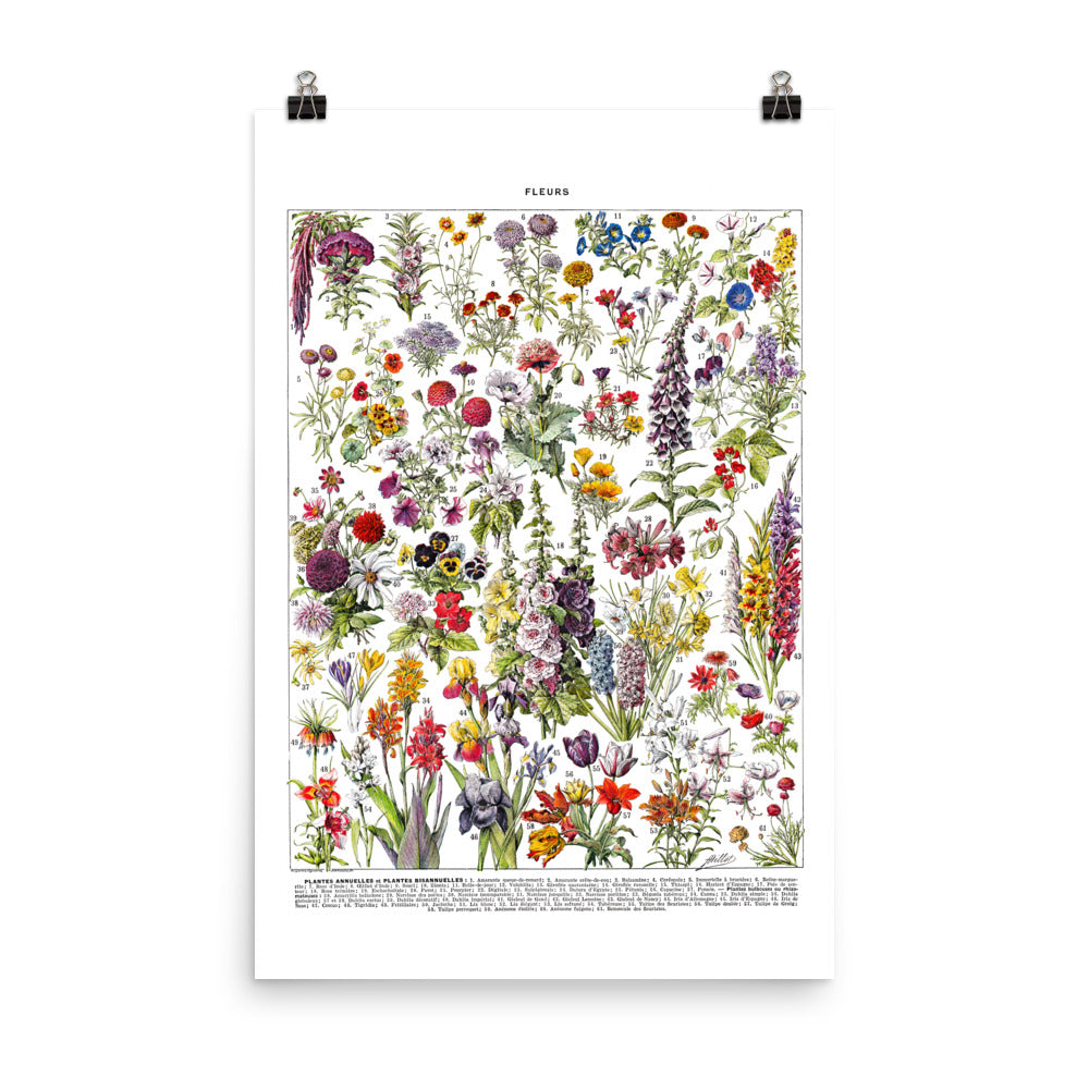 Affiche botanique de fleurs annuelles par Adolphe Millot