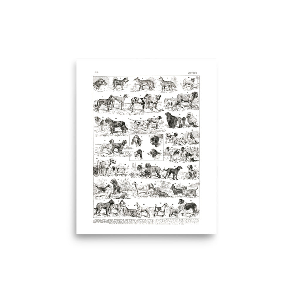Black and white dog breeds chart