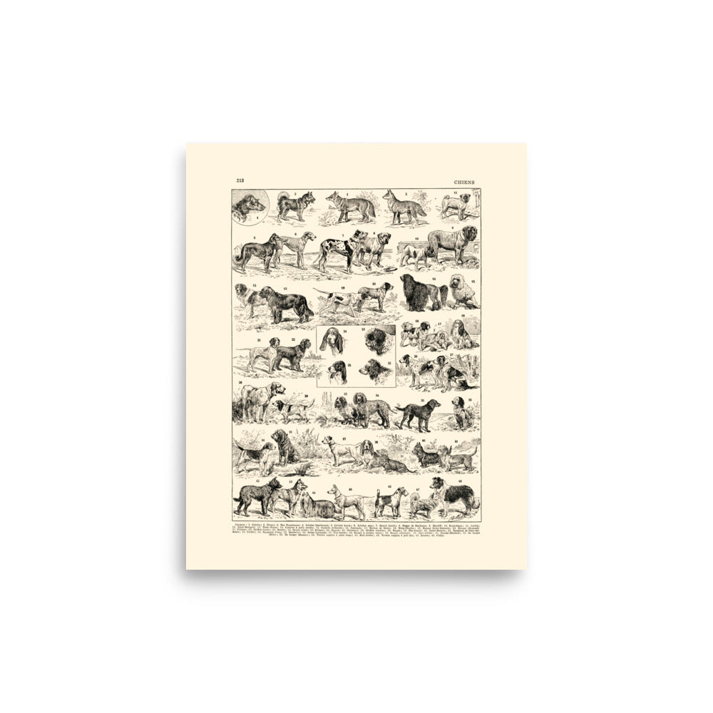 Large dog breeds poster on off-white background