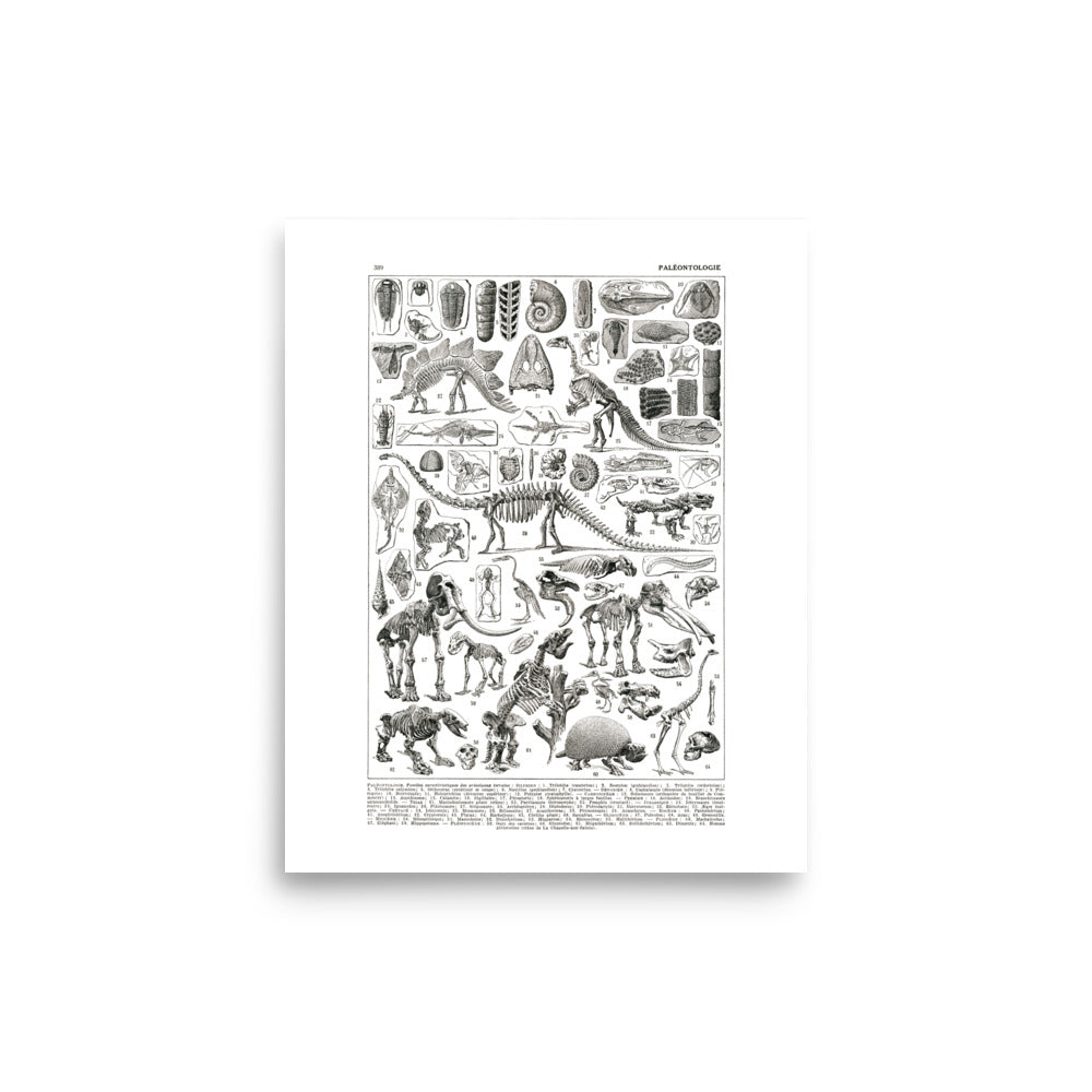 Large Paleontology Poster - Prehistory / Dinosaurs