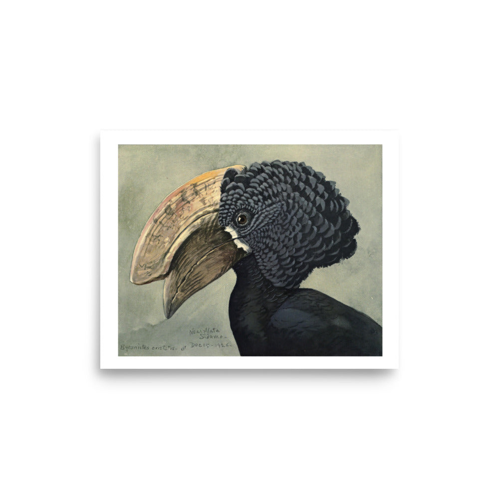Crested Hornbill Poster by Louis Agassiz Fuertes