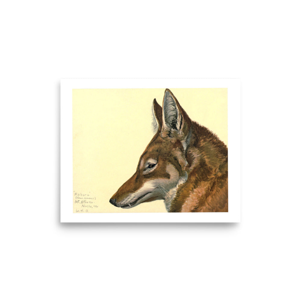 Ethiopian Wolf Poster by Louis Agassiz Fuertes