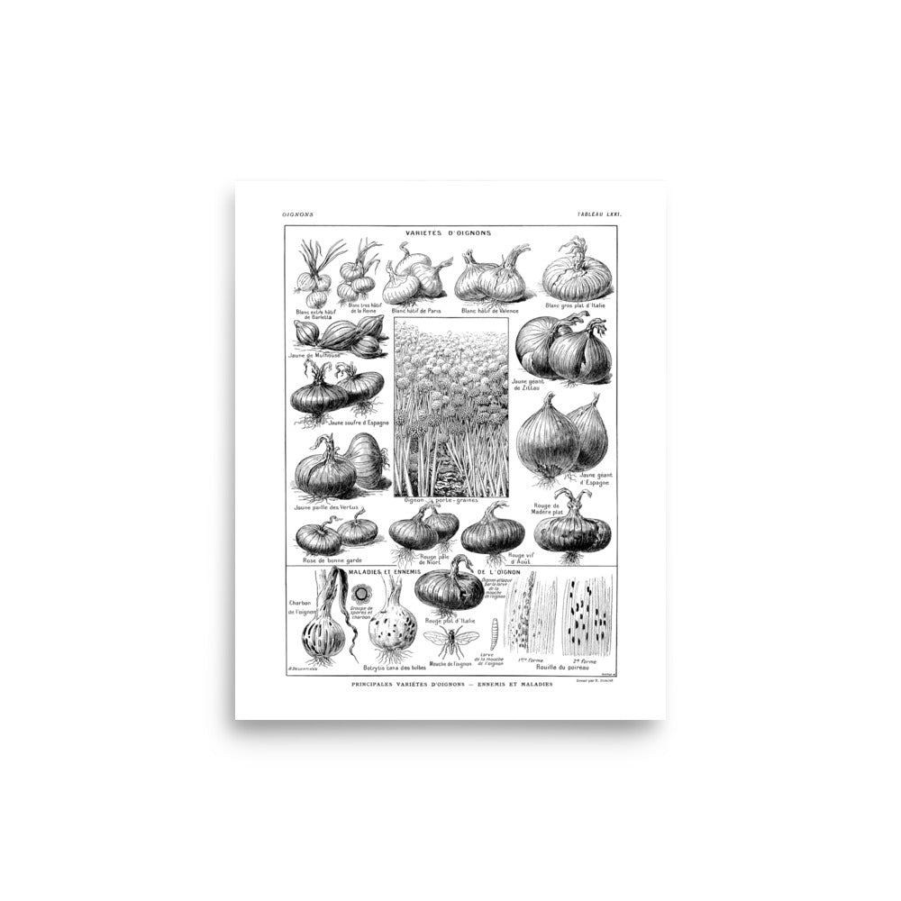 Grande Affiche Botanique d'Oignons
