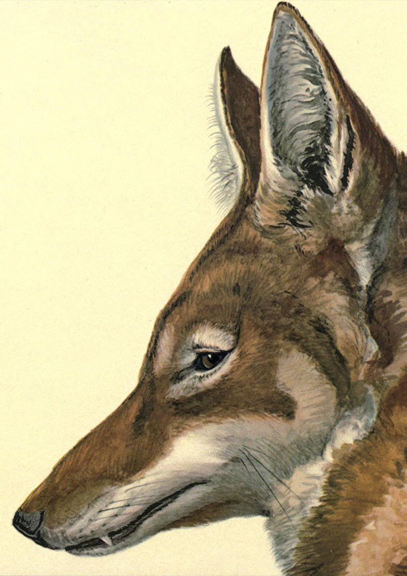 Ethiopian Wolf Poster by Louis Agassiz Fuertes