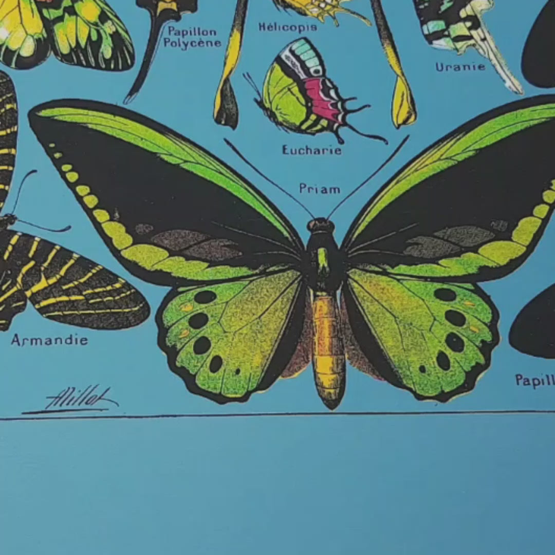 large luster paper butterflies poster from a 1920s french vintage dictionary print on slate blue background