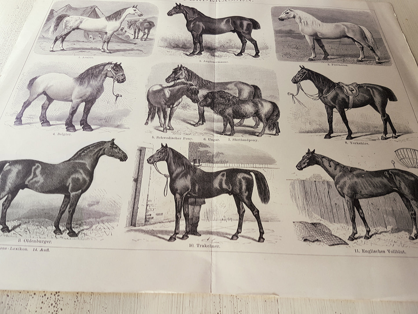 1894 Antique German horse breeds engraving