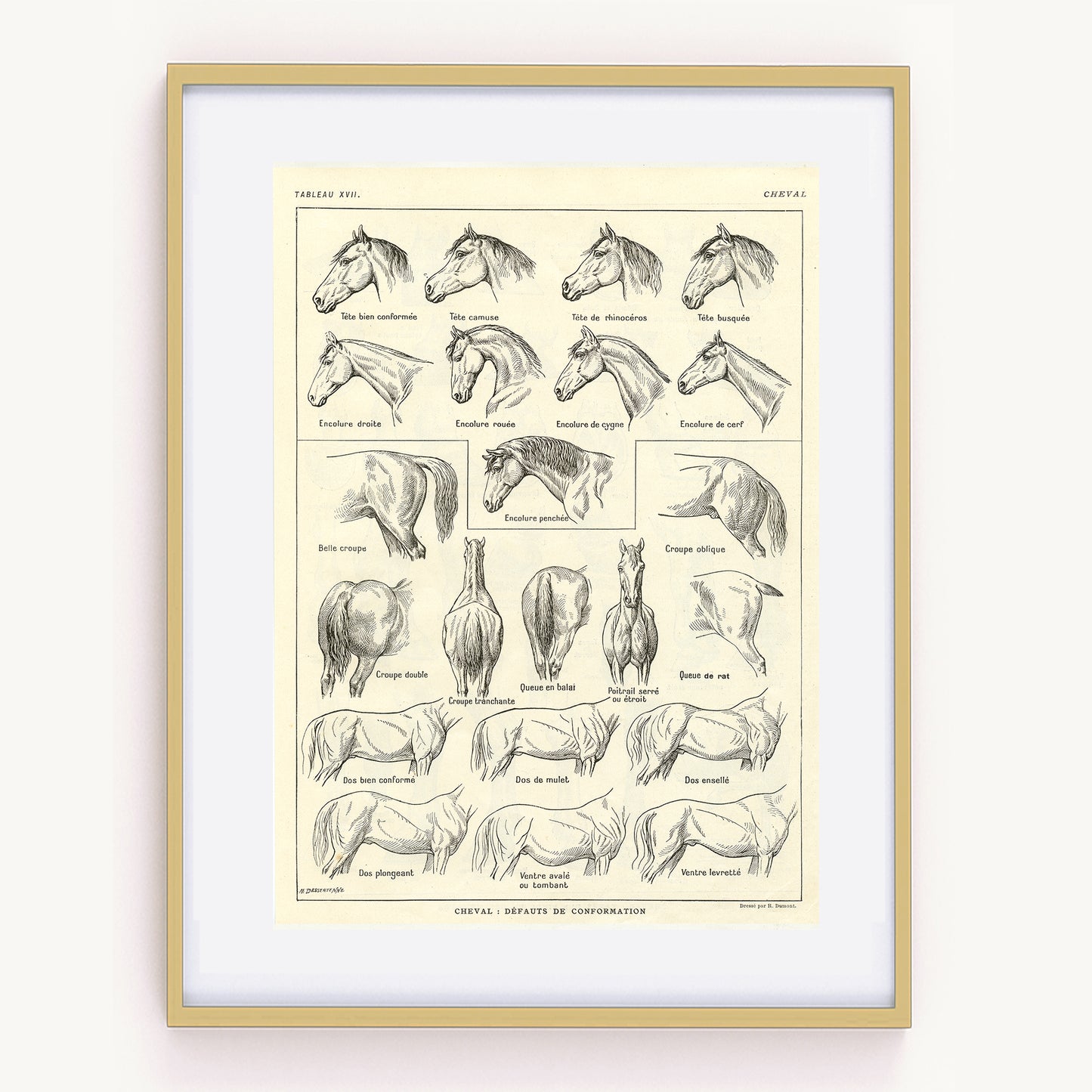 1921 Antique horse leg/back conformation print