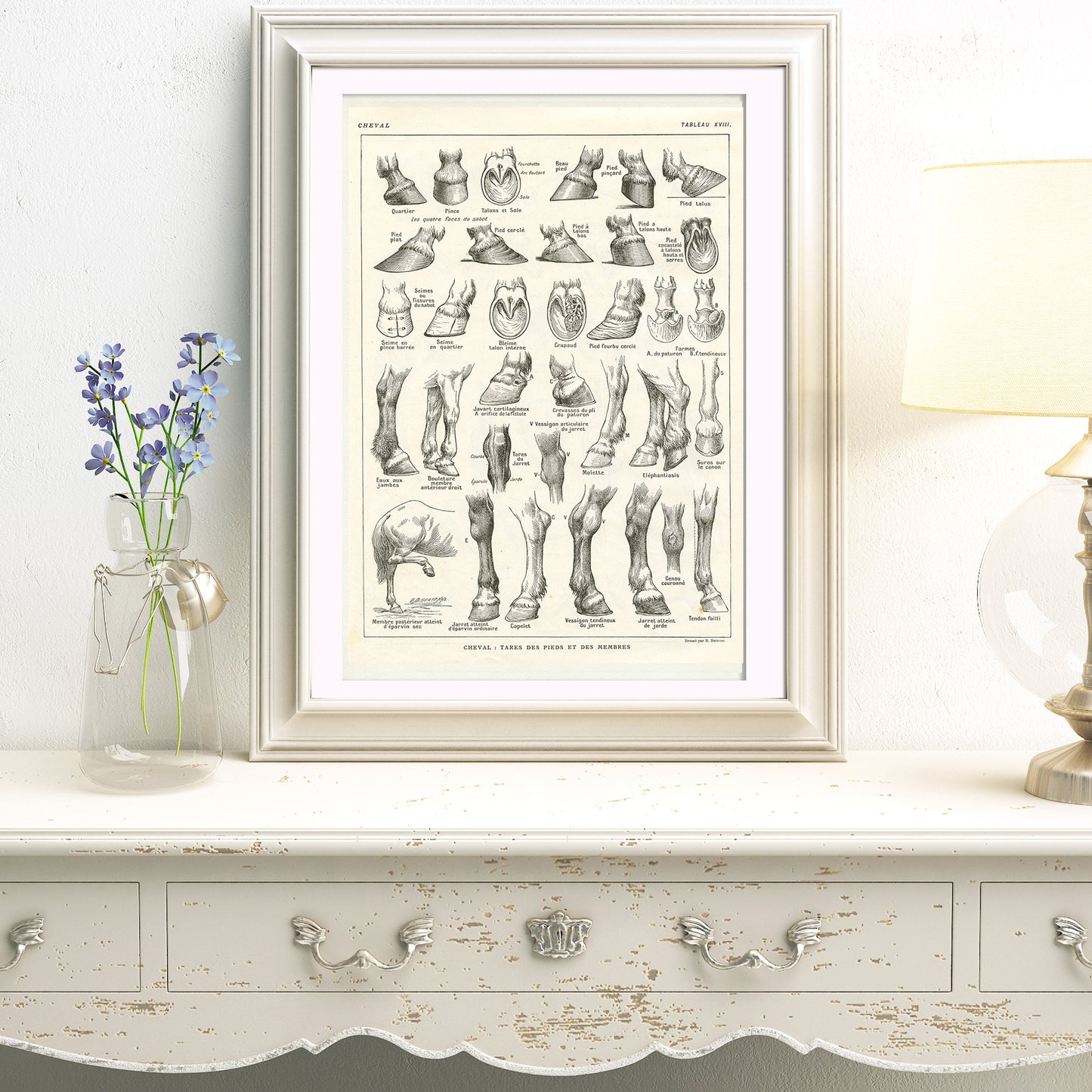 1921 Antique horse leg/back conformation print
