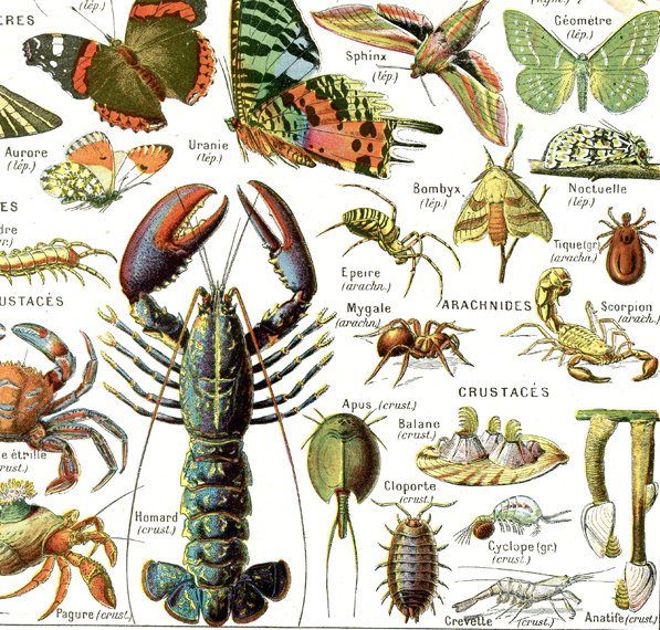 EU 24x36" large arthropods Art print, Vintage insect poster