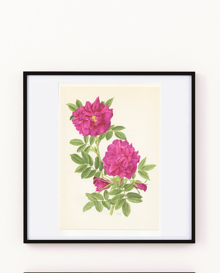 1962 Roseraie de l'Hay Purple Rose botanical print. Vintage pink old rose poster. Gardener gift. Flowers botanical art. French Country decor