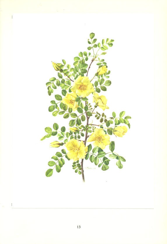 Yellow rose botanical poster 1962 Vintage yellow rose print Botanical art Rosebush art Vintage French wall hanging Rose poster