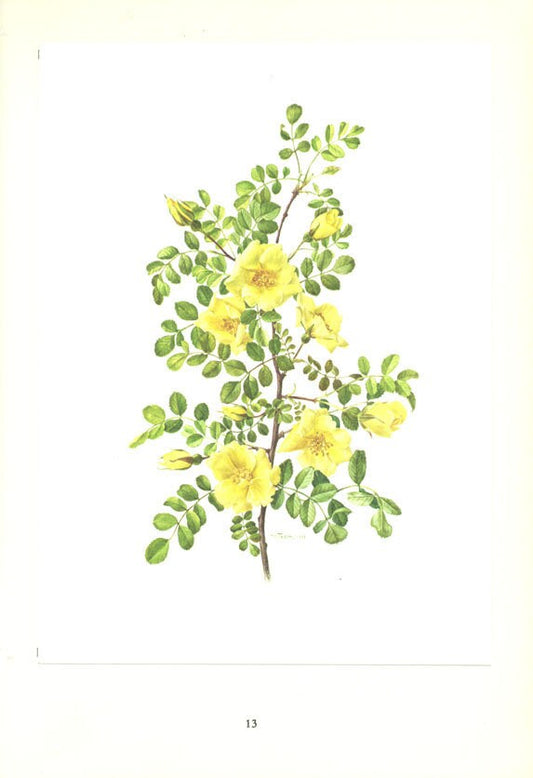 Yellow rose botanical poster 1962 Vintage yellow rose print Botanical art Rosebush art Vintage French wall hanging Rose poster