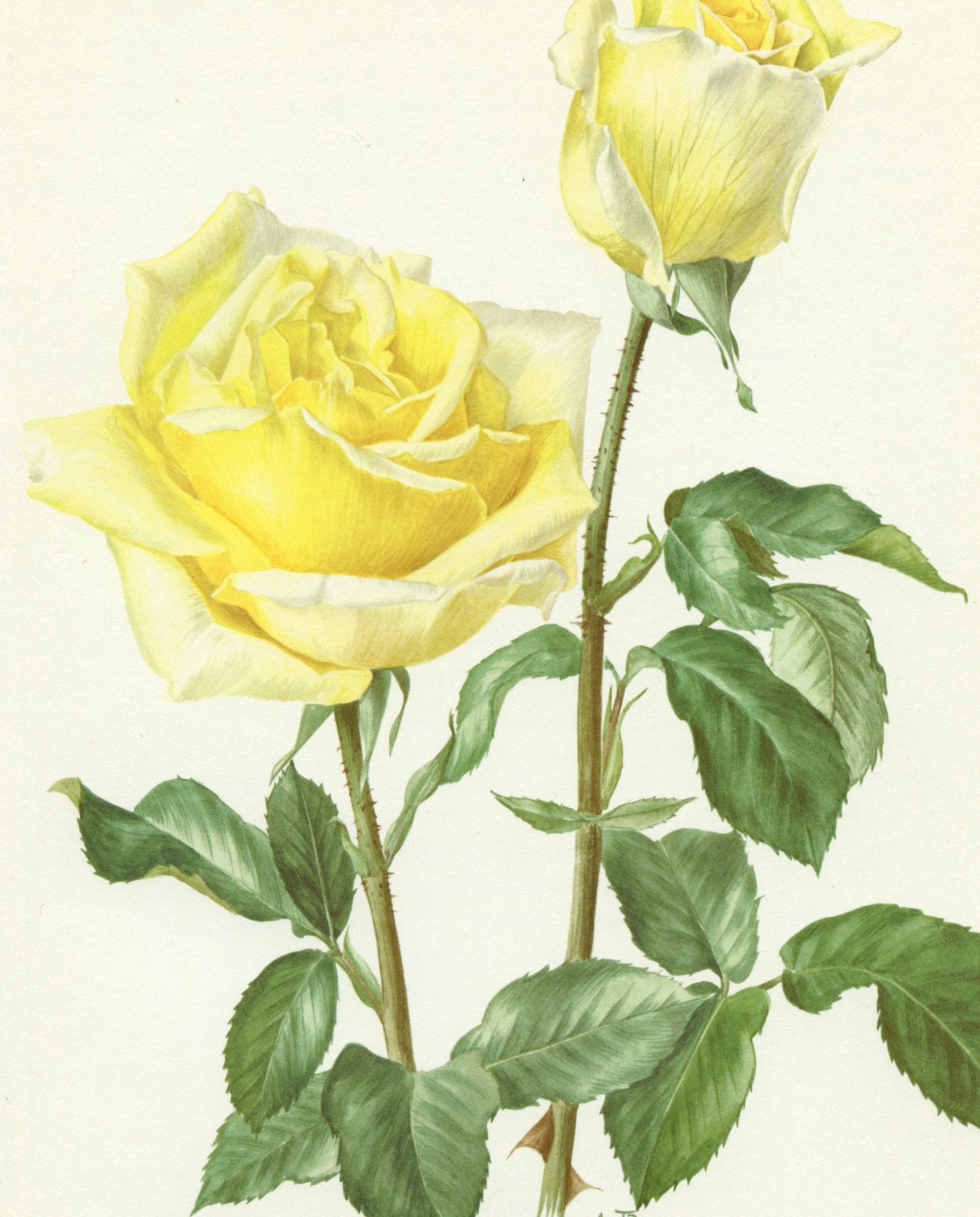 Pastel yellow Claudius rose poster from 1967. Vintage Botanical art French country decor. Antique Roses art Gardener gift. Floral wall decor