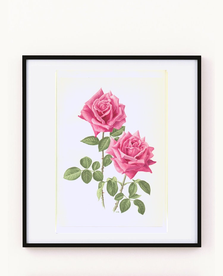 1962 Eminence PInk botanical rose print. Antique rose print. Pink flowers wall art. Cottage kitchen decor. Gardener gift. Rose gifts for her