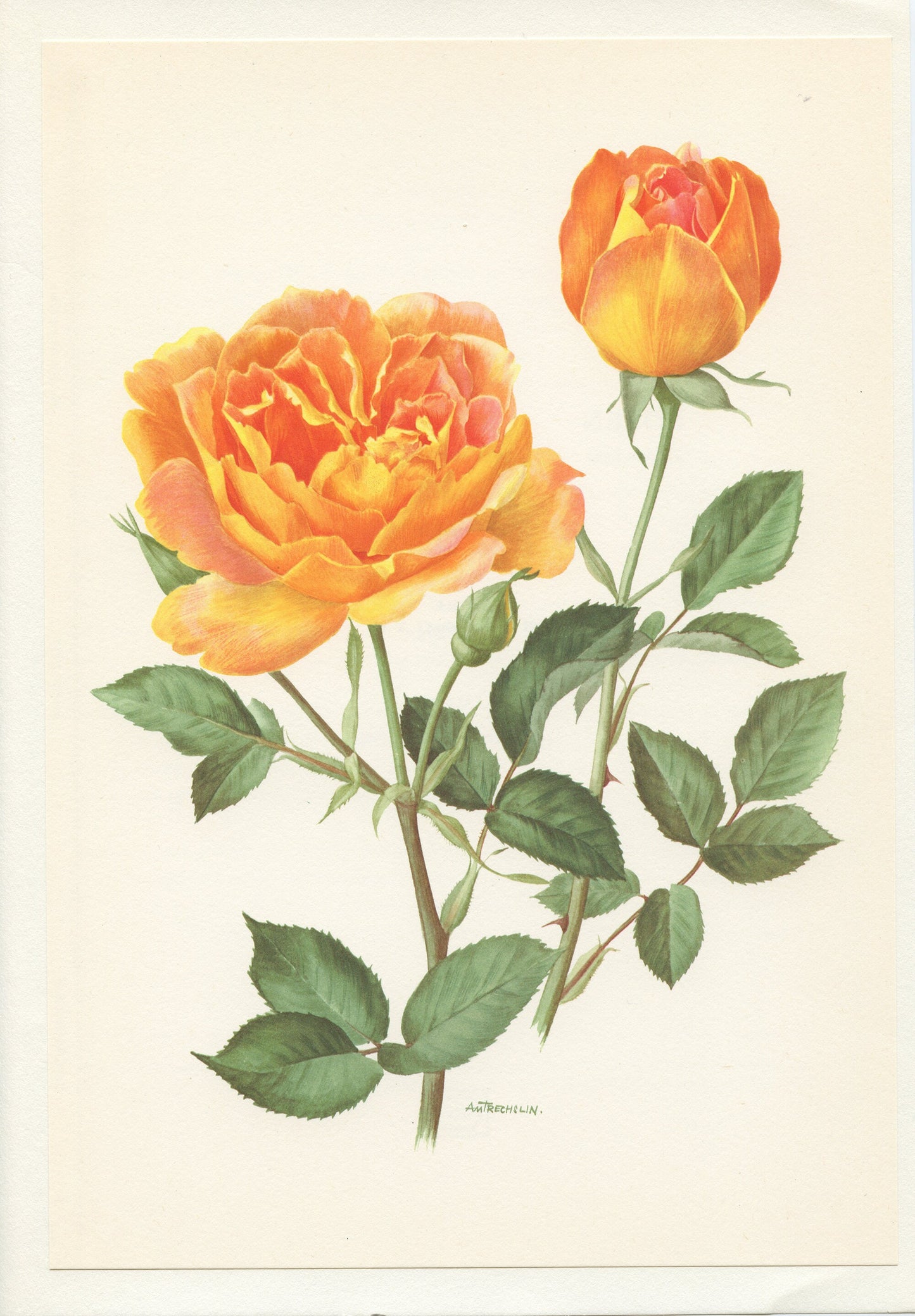 1967 Amitié rose print. Vintage Botanical art French country decor. Orange Antique botanical art. Friendship roses gift for gardener mom
