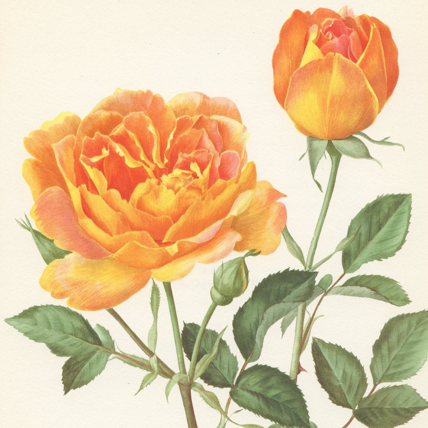 1967 Amitié rose print. Vintage Botanical art French country decor. Orange Antique botanical art. Friendship roses gift for gardener mom