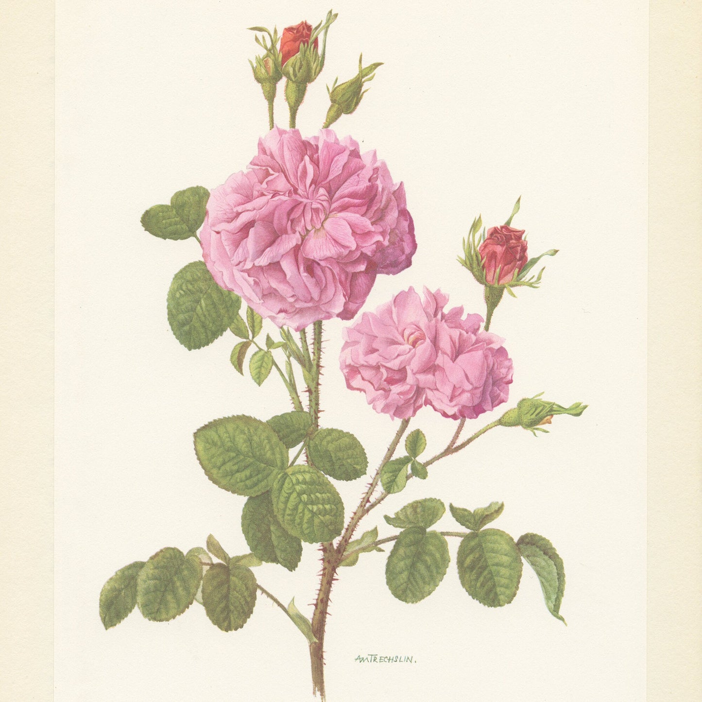 Rosa Gallica Damascena botanical print from 1962. Vintage Pink rose floral wall decor for French country cottage decor. Gardener gift plant