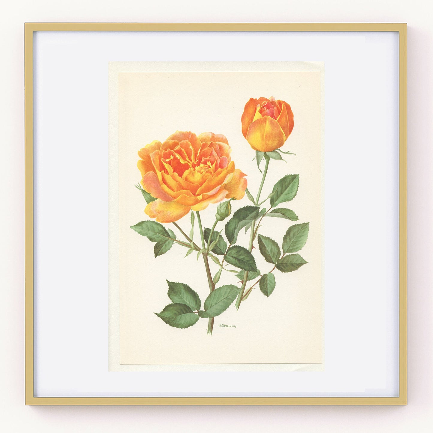 1967 Amitié rose print. Vintage Botanical art French country decor. Orange Antique botanical art. Friendship roses gift for gardener mom