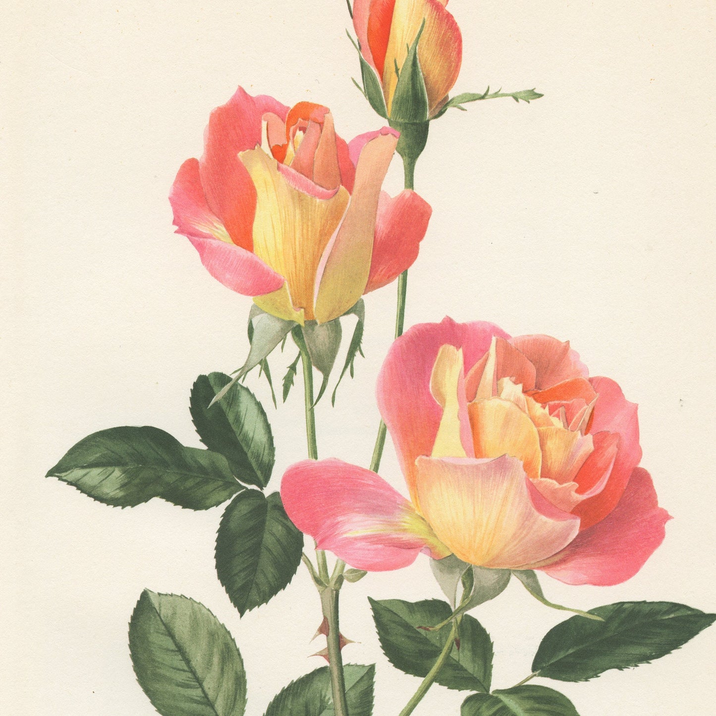 Sea Pearl Pink rose flower botanical print from1967. Small vintage French country decor floral wall art. Plant teacher gardener gift.