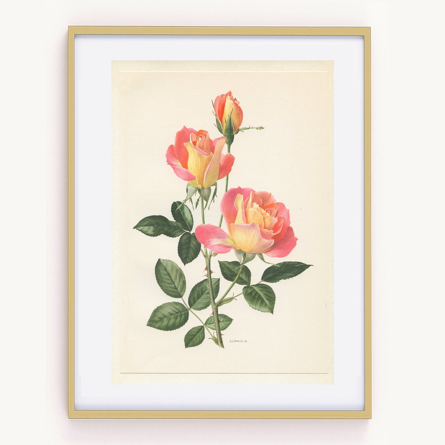 Sea Pearl Pink rose flower botanical print from1967. Small vintage French country decor floral wall art. Plant teacher gardener gift.