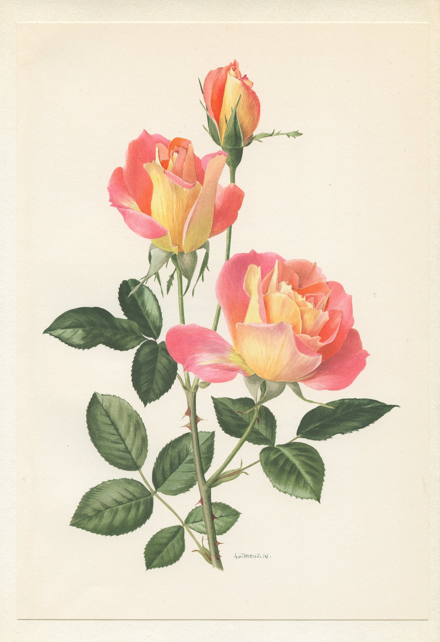 Sea Pearl Pink rose flower botanical print from1967. Small vintage French country decor floral wall art. Plant teacher gardener gift.