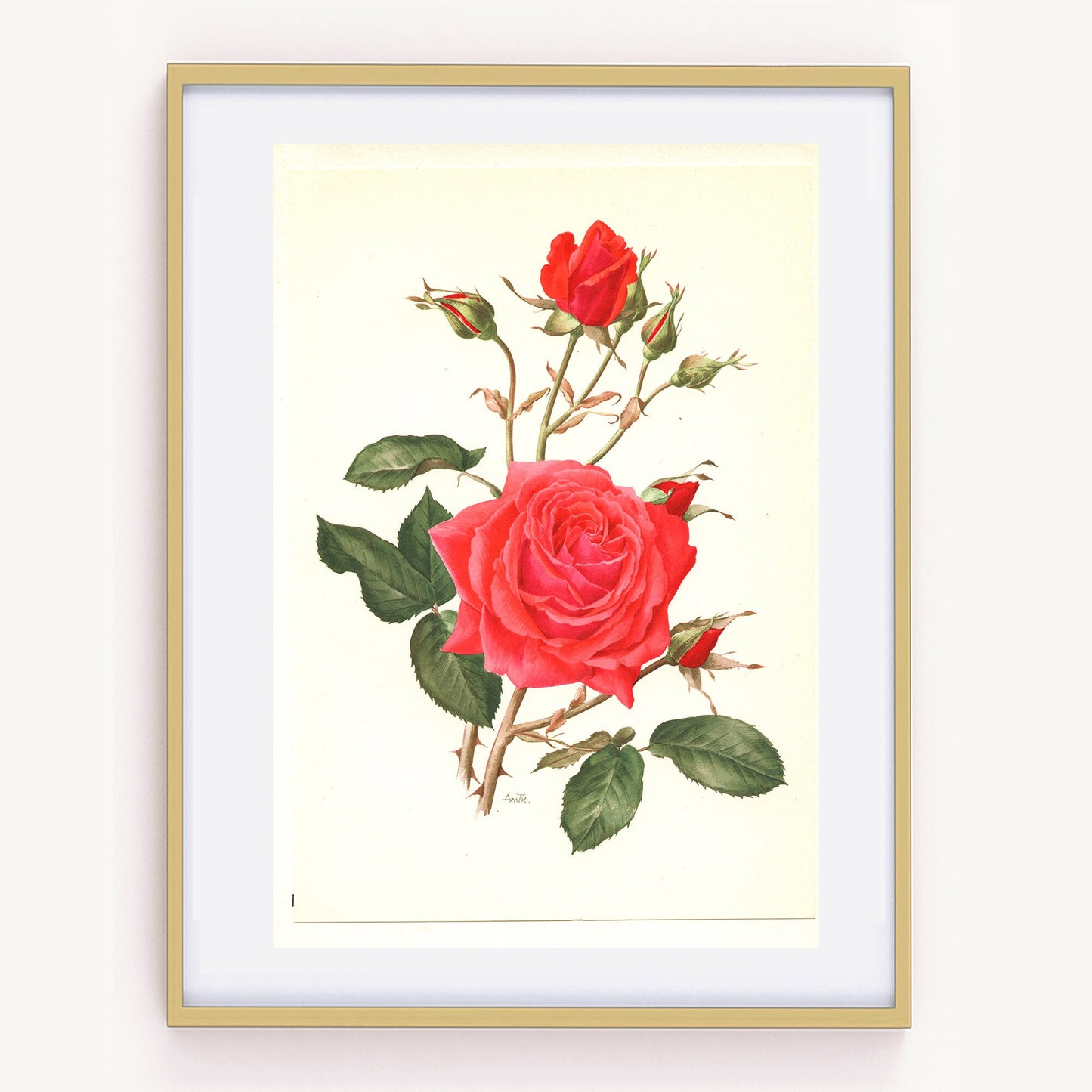 1962 Red Roses art. Vintage Botanical art Nuage Parfume Vintage floral print French country decor Roses decor Botanical poster Roses poster
