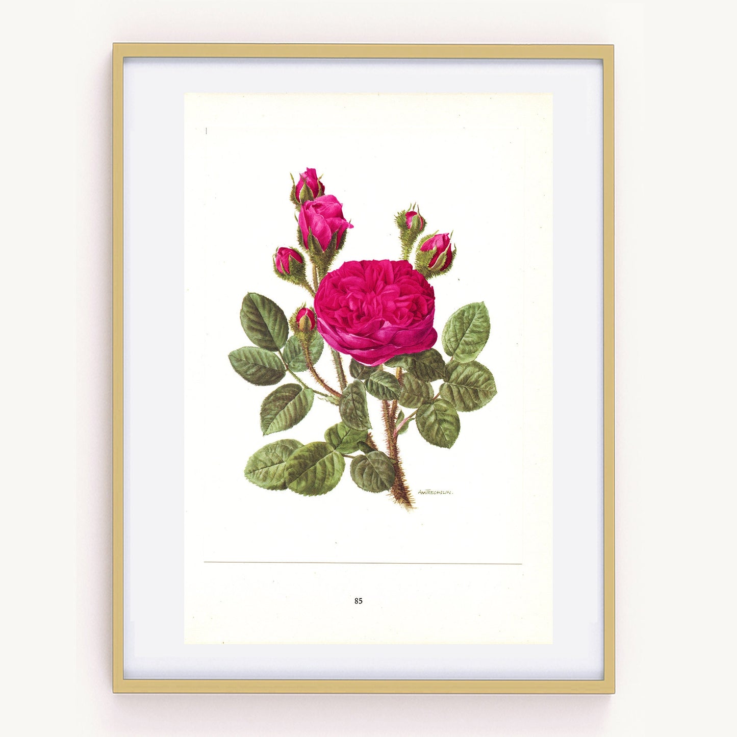 1962 Dark pink roses botanical art. Vintage Parkzauber rose botanical print for French country decor. Floral wall decor girl Flower wall art