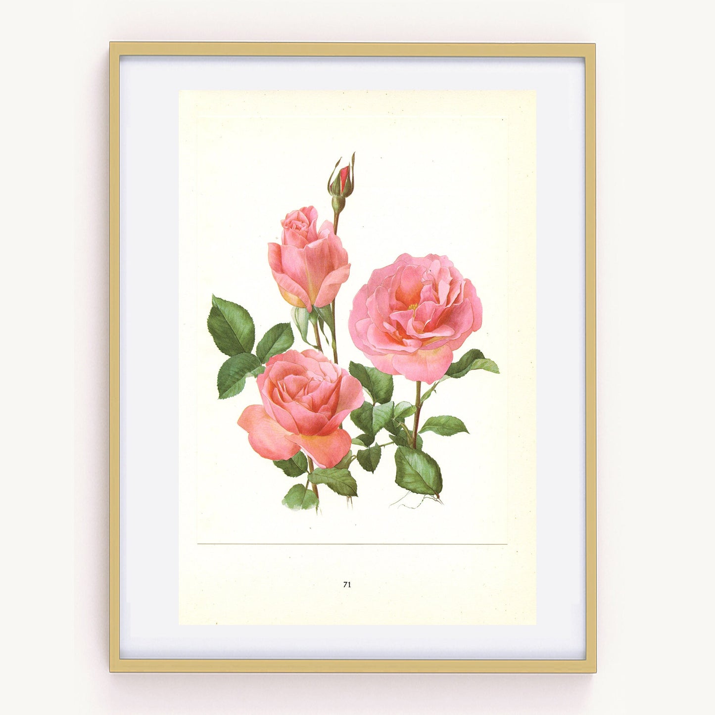 1962 Tiffany Pink Roses art. Vintage Botanical art. Floral print. French country decor. Romantic Roses decor Botanical poster Roses poster