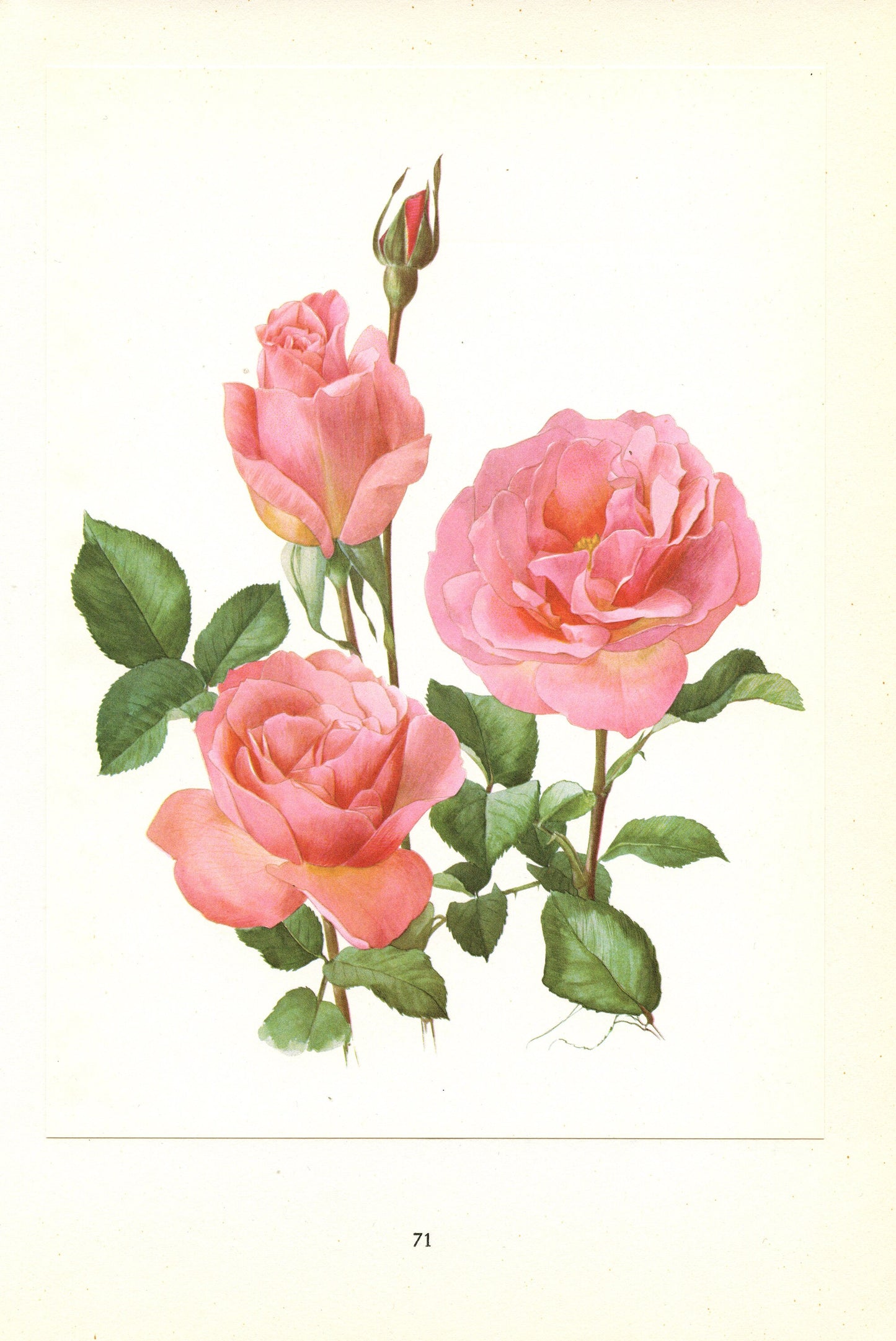 1962 Tiffany Pink Roses art. Vintage Botanical art. Floral print. French country decor. Romantic Roses decor Botanical poster Roses poster