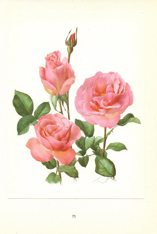 1962 Tiffany Pink Roses art. Vintage Botanical art. Floral print. French country decor. Romantic Roses decor Botanical poster Roses poster