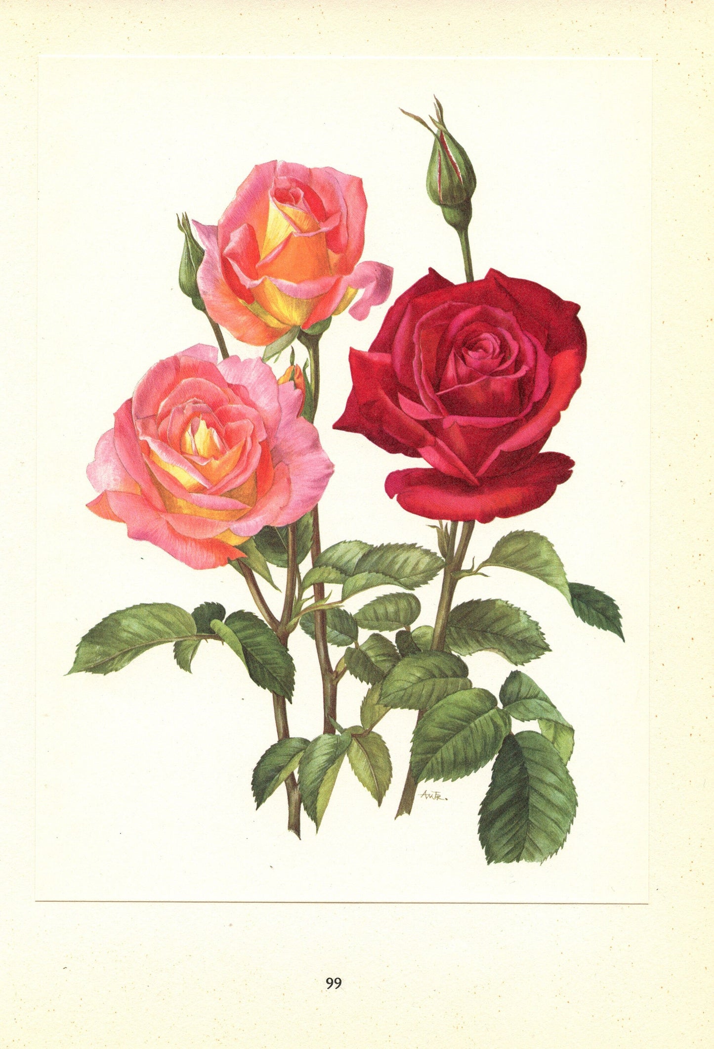 1962 Chrysler Imperial + Love Song Roses art. Vintage Botanical art. Floral print. French country decor. Botanical poster. Romantic decor