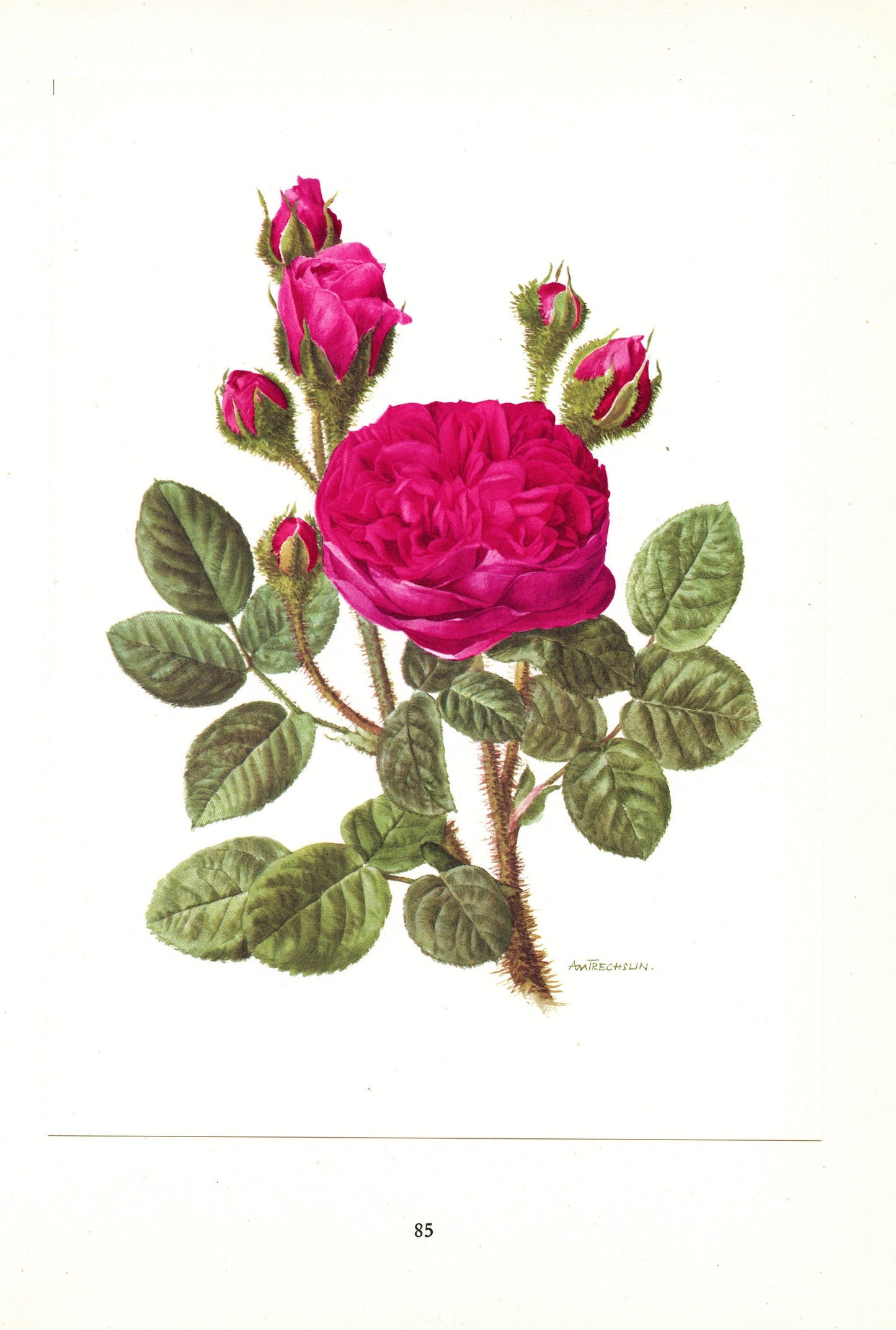 1962 Dark pink roses botanical art. Vintage Parkzauber rose botanical print for French country decor. Floral wall decor girl Flower wall art