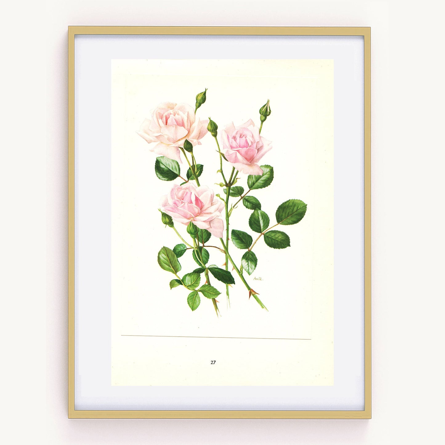 1962 New Dawn Pink Rose art print. Vintage Botanical rose print. Floral English rose print. Rose poster. Pink Antique rose print. French