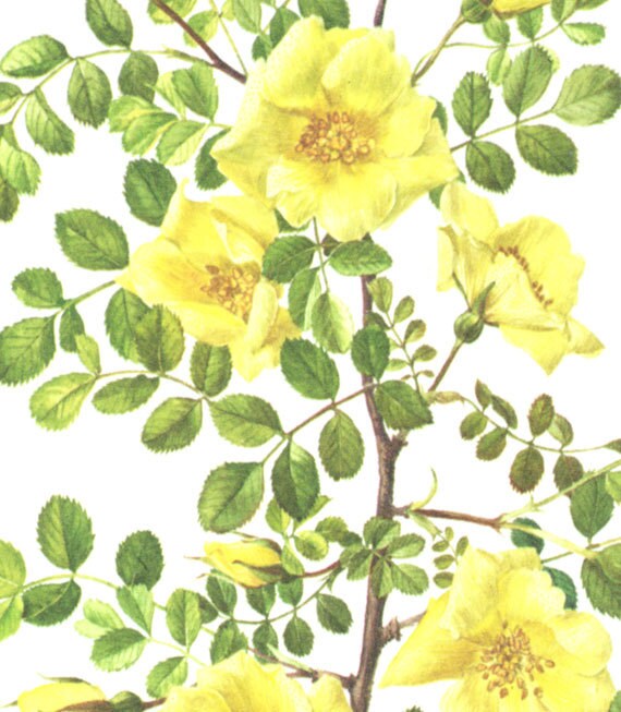 Yellow rose botanical poster 1962 Vintage yellow rose print Botanical art Rosebush art Vintage French wall hanging Rose poster