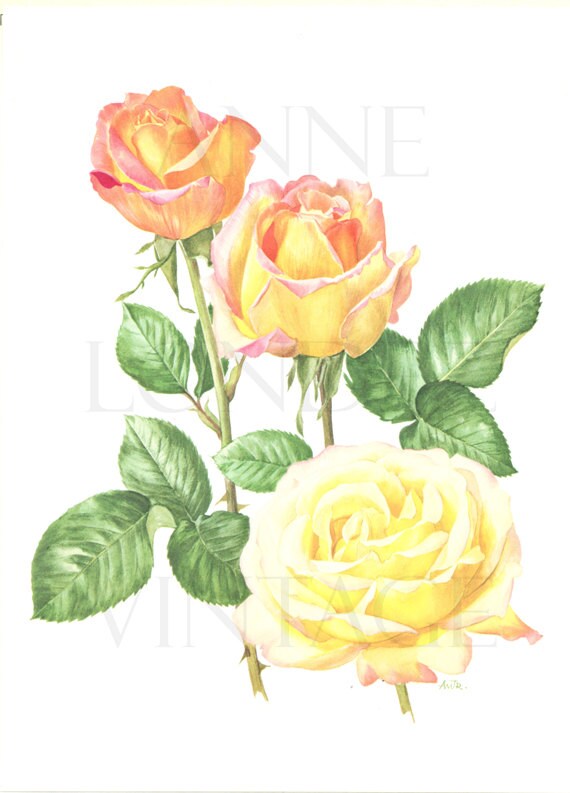 Pink Yellow rose flower botanical print 1962, Madame Meilland Vintage botanical art, French country decor art for kitchen. Valentine gifts