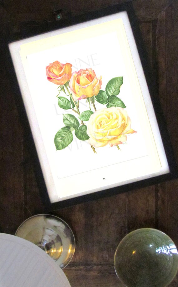 Pink Yellow rose flower botanical print 1962, Madame Meilland Vintage botanical art, French country decor art for kitchen. Valentine gifts