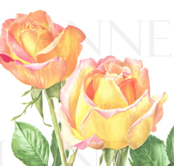 Pink Yellow rose flower botanical print 1962, Madame Meilland Vintage botanical art, French country decor art for kitchen. Valentine gifts