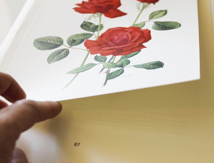 1962 Vintage botanical art Red Rose poster Rouge Meilland roses art Roses print Roses decor Roses gift Red Roses poster Botanical print