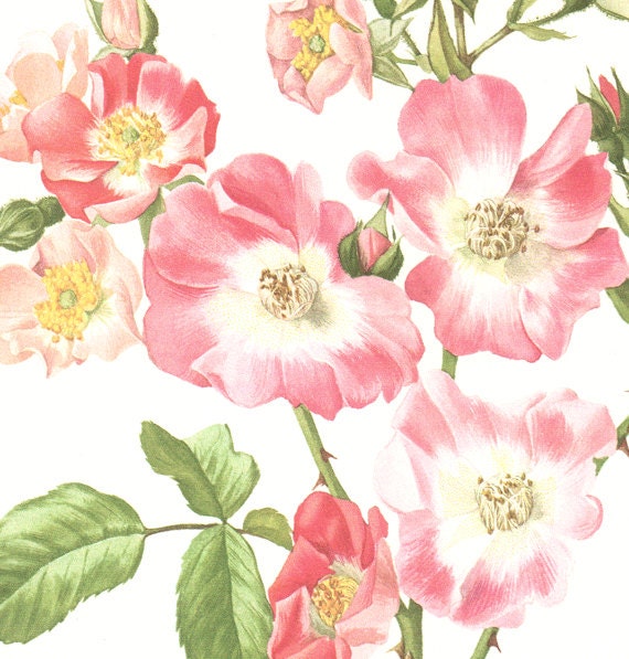 Pink Rose poster 1962 Vintage botanical art American Pillar roses art Roses print Roses decor Roses gift Purple Roses poster Botanical print